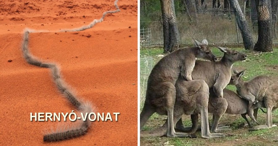25 kép arról, hogyan viszik túlzásba az ausztráliai állatok