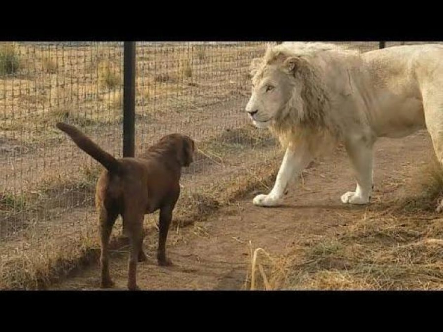 Már milliók látták a pár órája közzétett videót: mindenki döbbenten nézett mi lesz a vége az oroszlán a kutya találkozásának